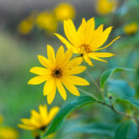 Tall Maximilian sunflower perennial with bright yellow blooms