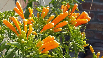 Yellow Pyrostegia Venusta Seeds Flower seeds for Planting Perfect for Borders Heirloom & GMO Free Seeds for Home Garden