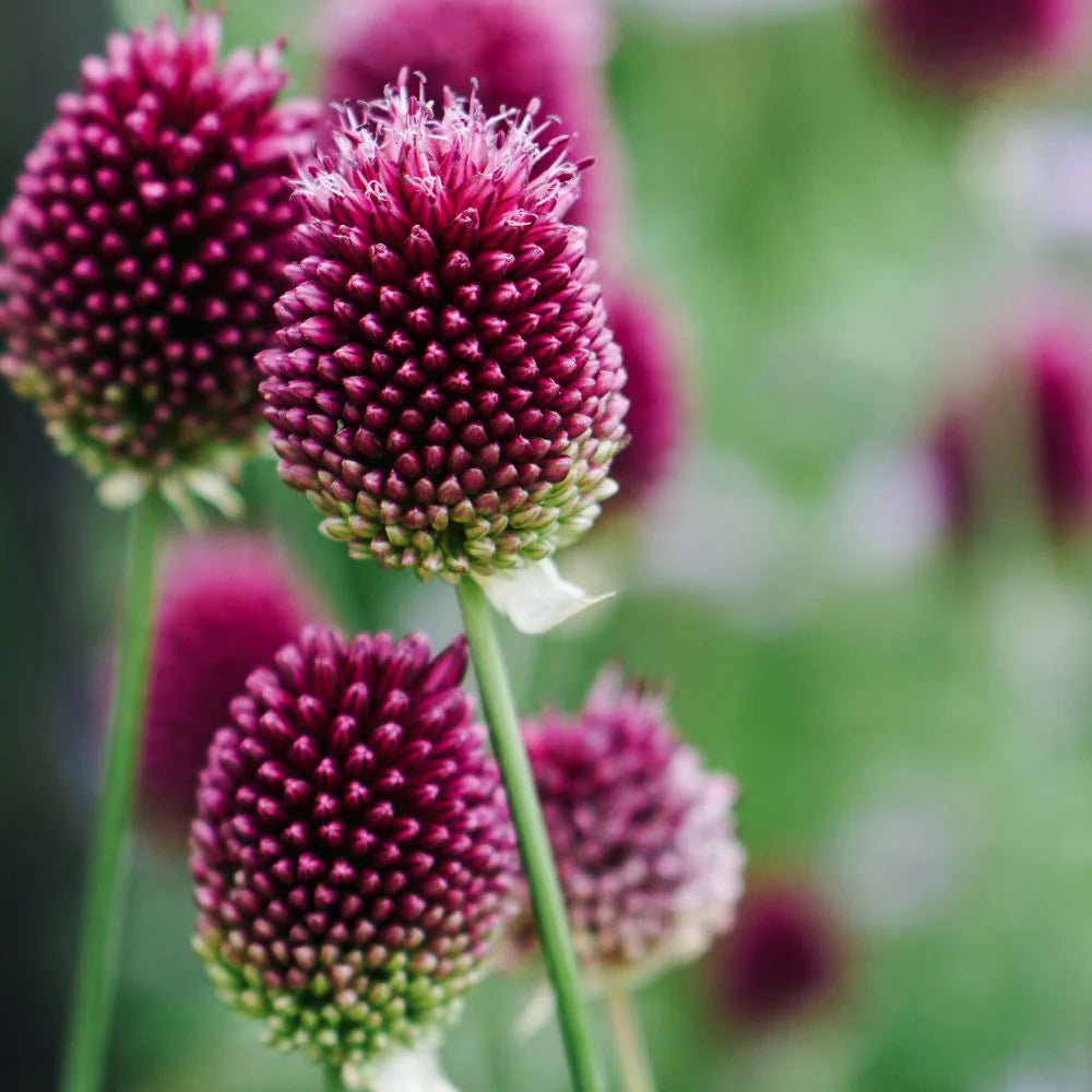 Nickende Zwiebel Allium sphaerocephalon Native Wildflower Seeds for Planting in Garden