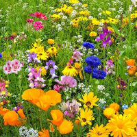 Premium Wildflower Seed Mix for Garden Beds, Borders, Meadow Gardens & Outdoor Landscapes