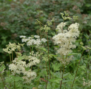 Green Filipendula Flower seeds for Planting - Fragrant Blossoms, Heirloom & GMO Free Seeds for Home Garden