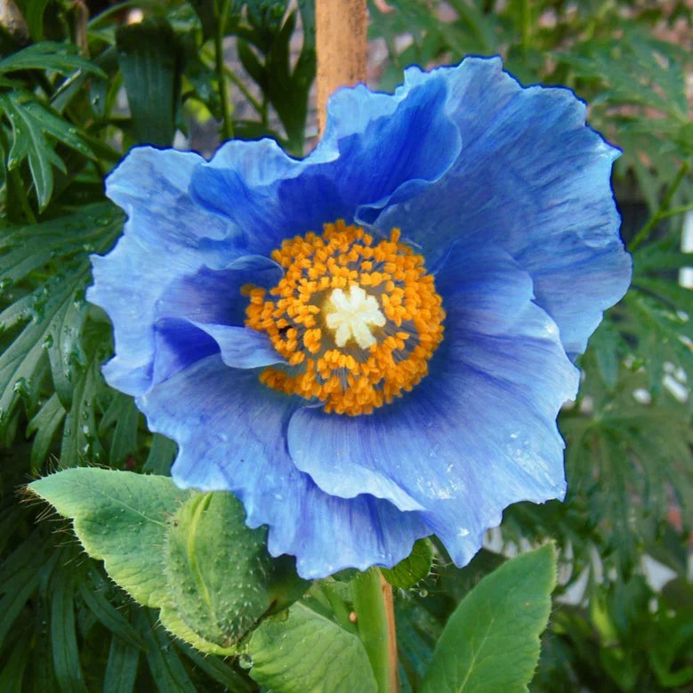 Meconopsis Grandis blue Himalayan poppy flower seeds for perennial gardens.