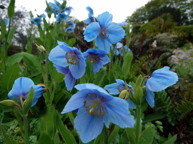 Meconopsis Grandis perennial flowering plant with vibrant blue blooms.