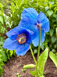 Himalayan Flower seeds for Planting - Vibrant Colors, Heirloom & GMO Free Seeds for Home Garden