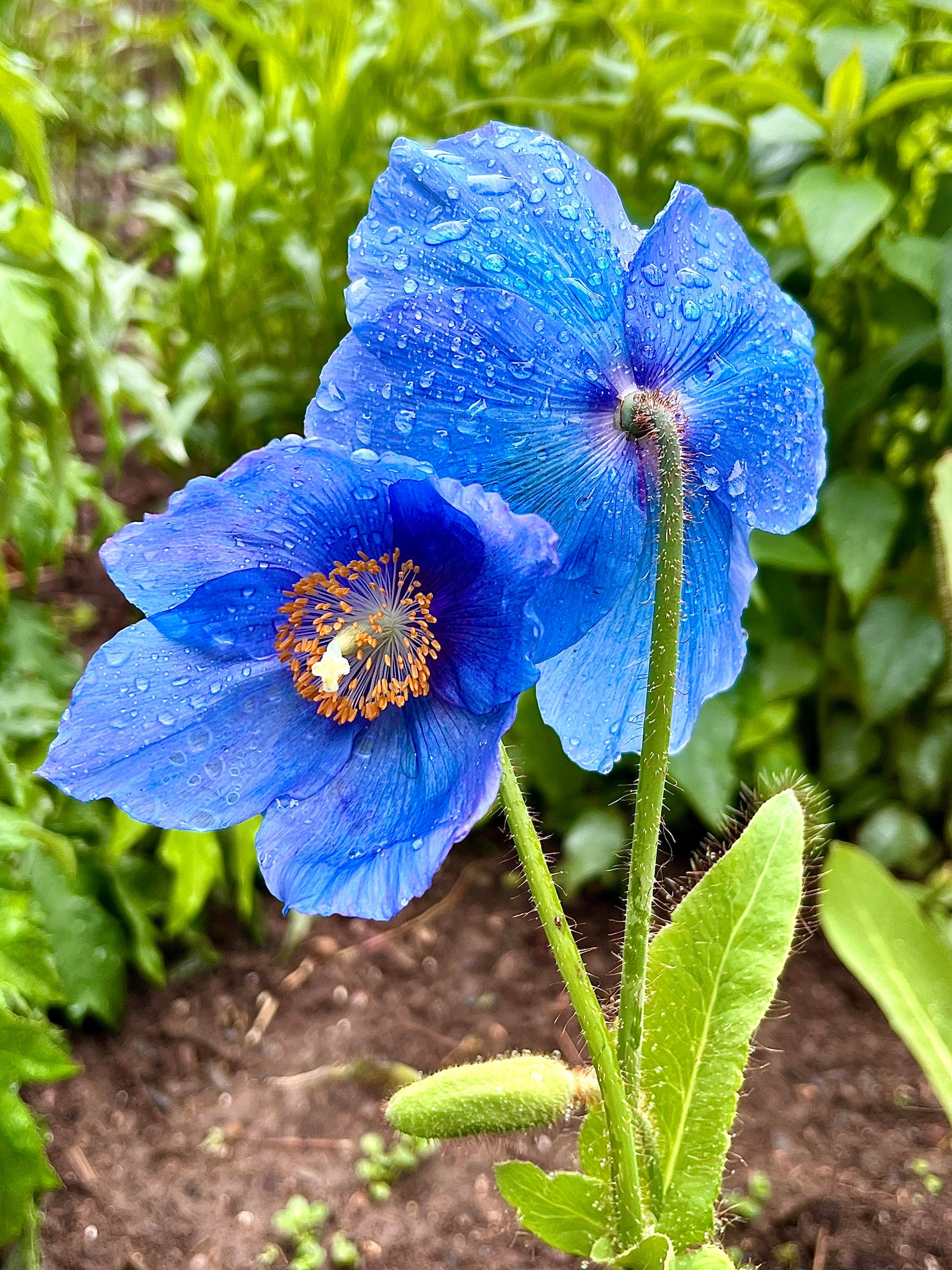 Fresh Meconopsis Flower seeds for Planting - Premium Quality, Heirloom & GMO Free Seeds for Home Garden