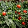 Close-up of Ashwagandha medicinal leaves