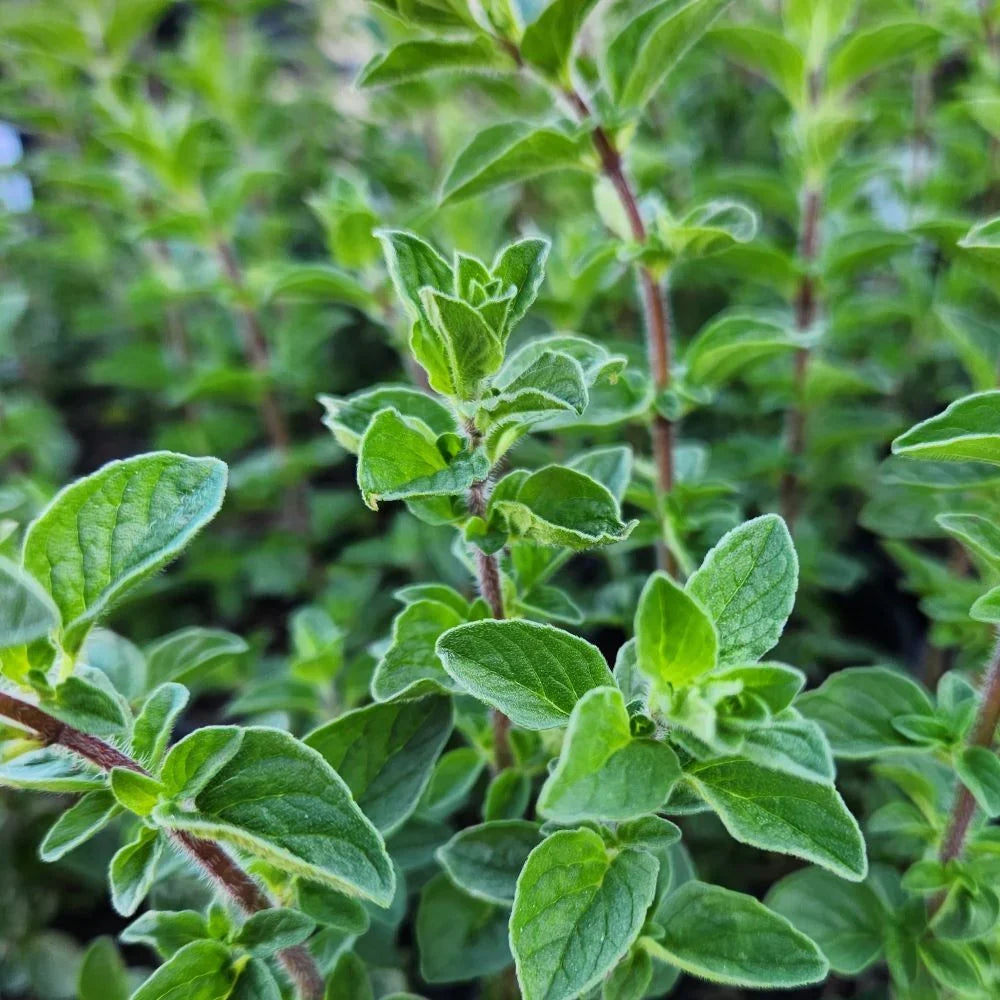 Mediterranean Origanum Syriacum herb growing in a sunny garden