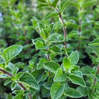 Mediterranean Origanum Syriacum herb growing in a sunny garden
