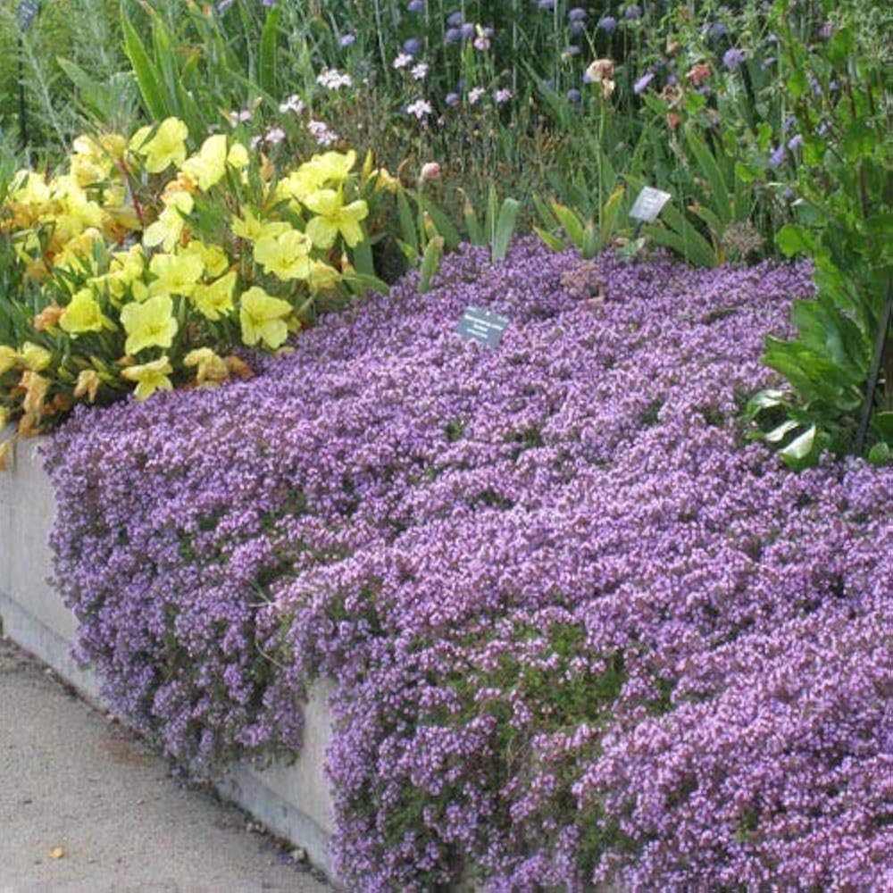 Mediterranean Thyme herb with aromatic foliage and pink blooms