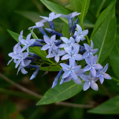 Amsonia Flower seeds for Planting Long Bloom Season Heirloom & GMO Free Seeds for Home Garden 
 
 Sale seeds for home garden planting