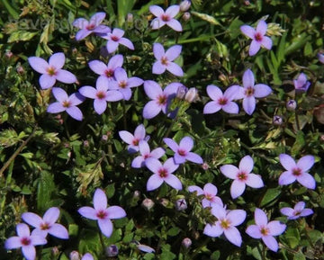 Houstonia Houstonia spp Flower Seeds for Planting in Flower Bed
