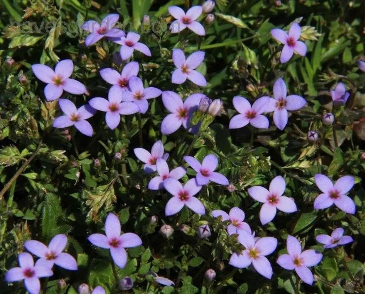 Houstonia Houstonia spp Flower Seeds for Planting in Flower Bed