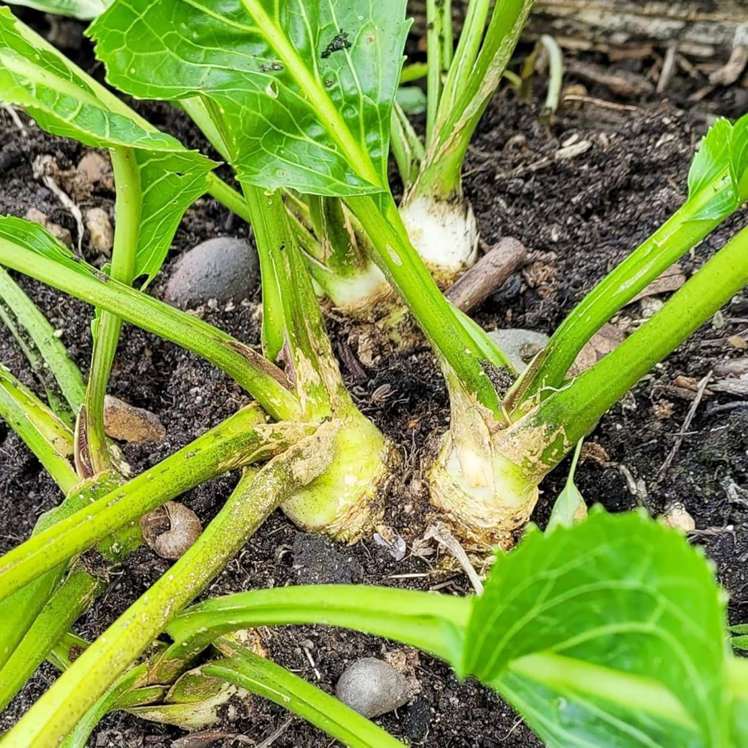 Meerrettich horseradish seeds for planting