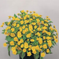 Melampodium Flowers Growing in Containers