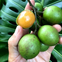 Melicoccus bijugatus seeds suitable for backyard orchards and large containers.