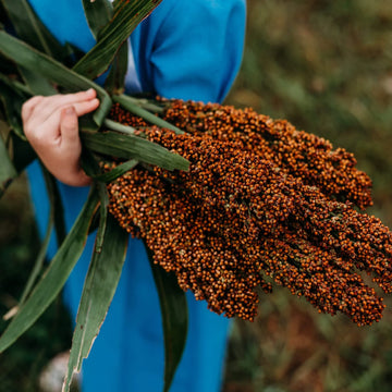Mennonite Sweet Cane Sorghum heirloom seeds for home garden planting