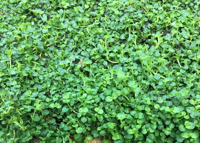 Corsican Mint herb thriving along a garden pathway with lush green leaves.