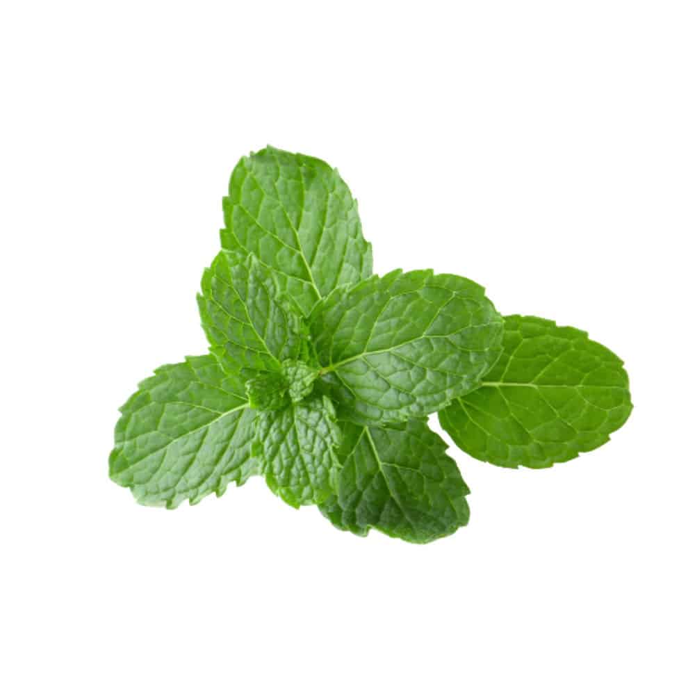Closeup of Mentha spicata leaves with fresh aroma