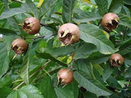 Mespilus Germanica seed germination and planting guide