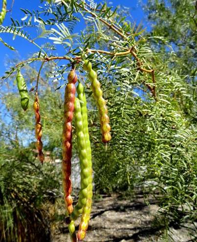 Mature mesquite tree with delicate green foliage in a sunny landscape.