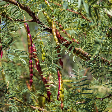 Heirloom mesquite seeds prepared for planting in a home garden.