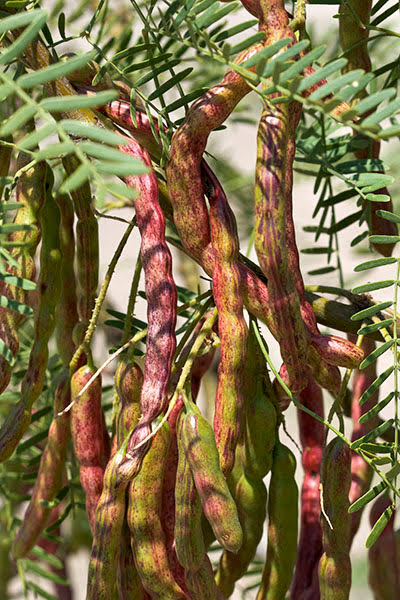 Young mesquite seedlings growing in well-drained soil outdoors.