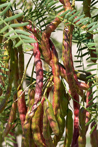 Young mesquite seedlings growing in well-drained soil outdoors.