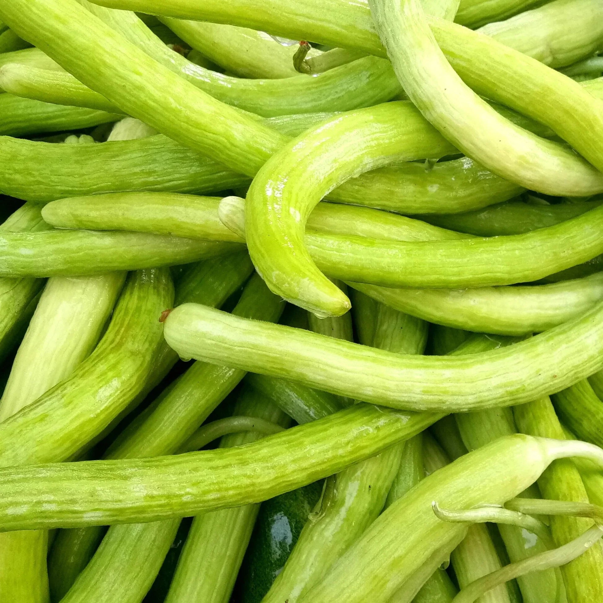 Metki Pale Green Armenian Yard Long Cucumber Seeds