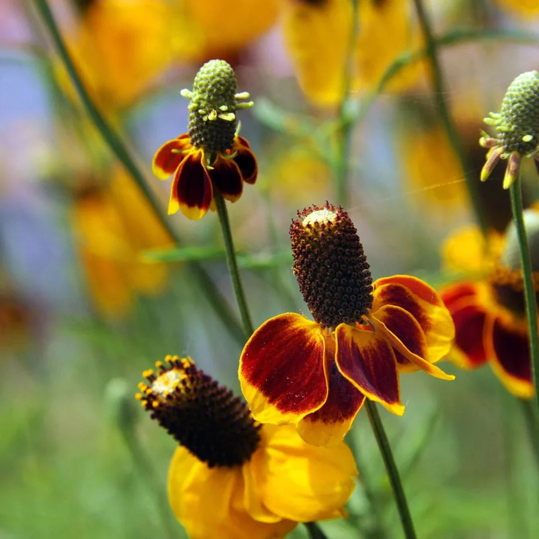 Mexican Hat flower seeds for home garden planting
