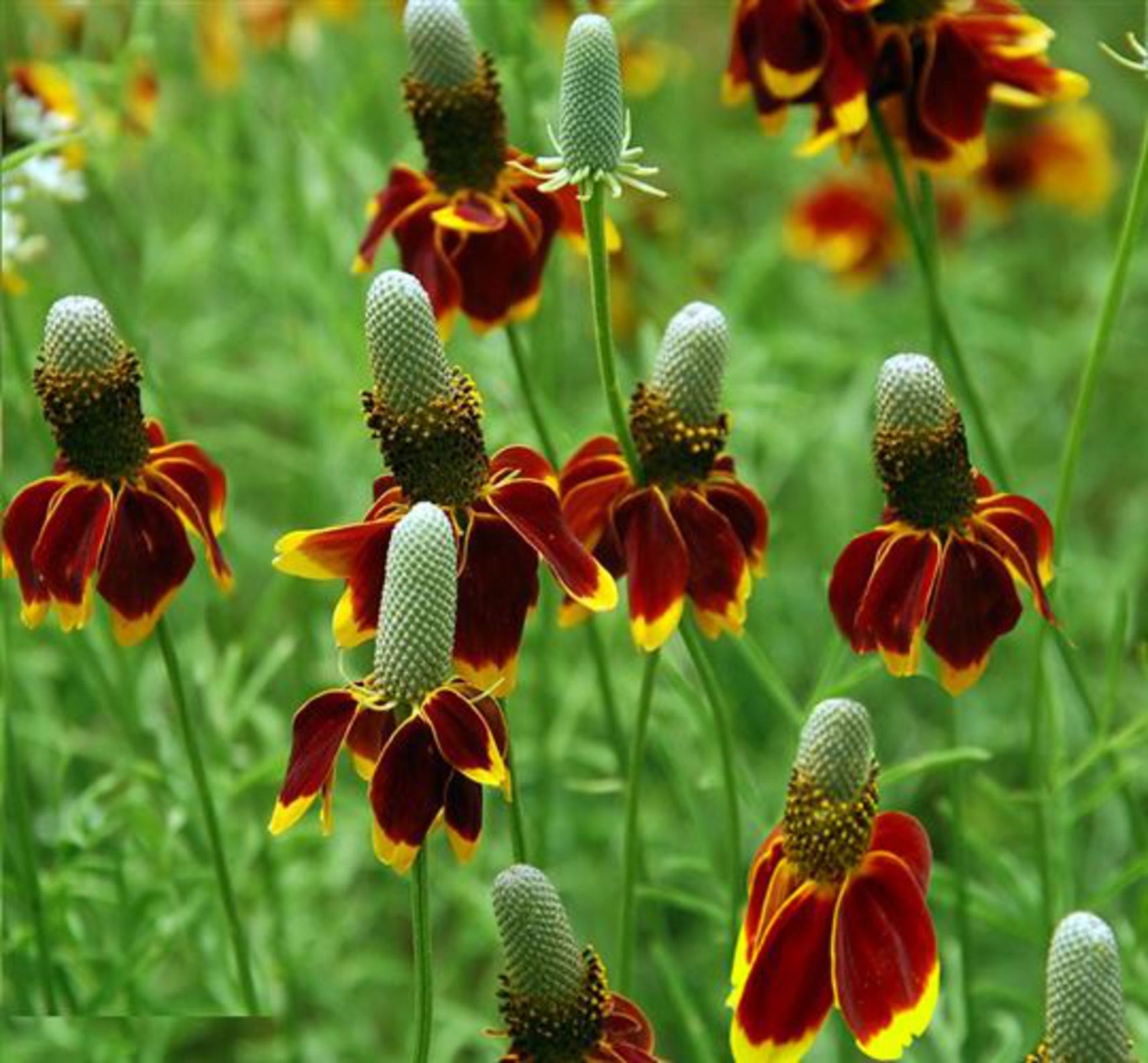 Heirloom Mexican Hat flowers blooming in a sunny garden