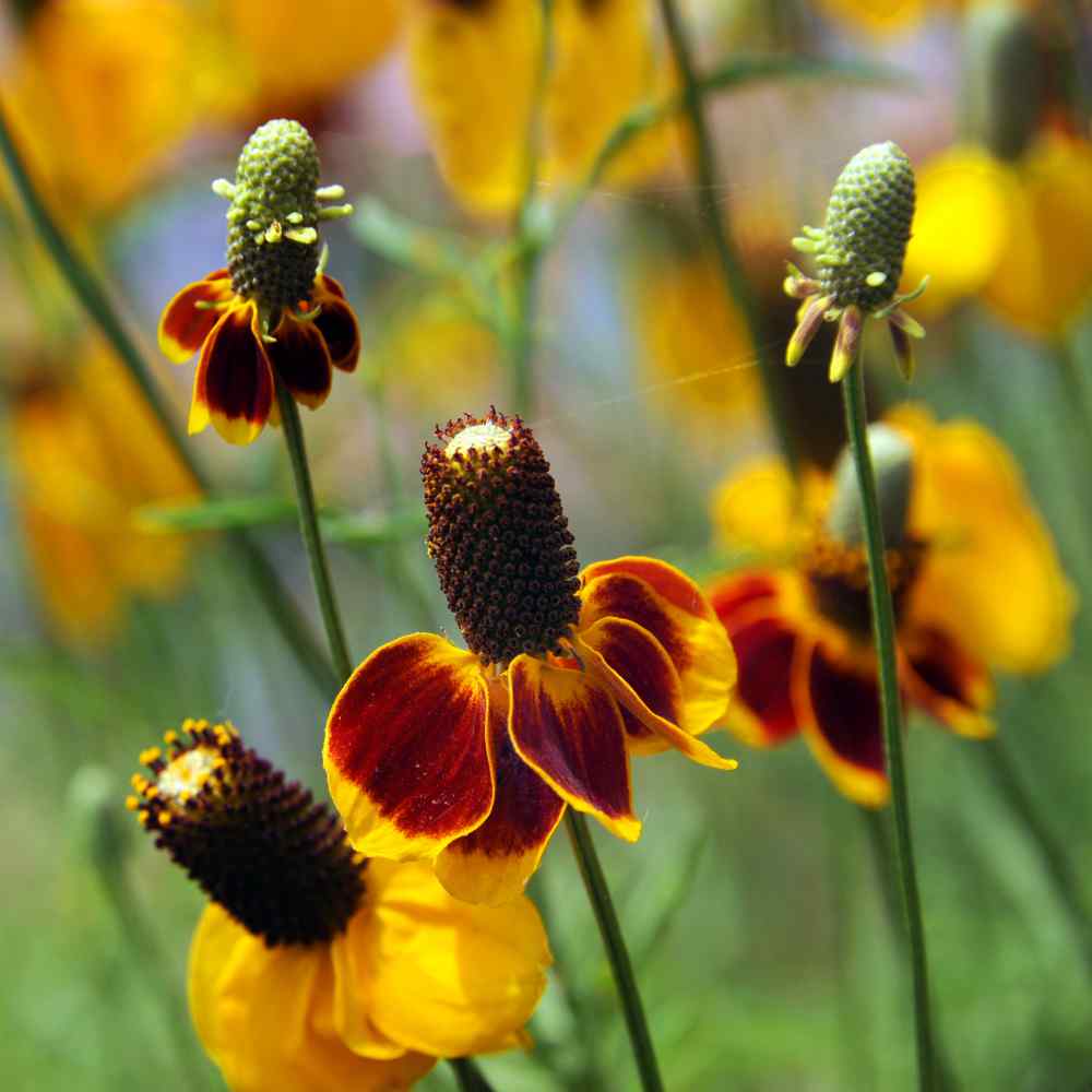 Mexican Hat Flower Seeds Heirloom Garden Flower for Home Planting