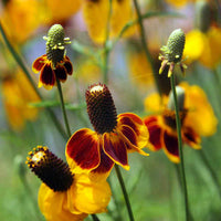 Mexican Hat Flower Seeds Heirloom Garden Flower for Home Planting