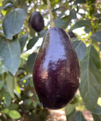 Mexicola Grande Avocado (Butter Fruit) seeds for planting in home gardens.