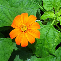 Mexican Red Sunflower Tithonia rotundifolia Seeds for Planting pollinator patch wild garden