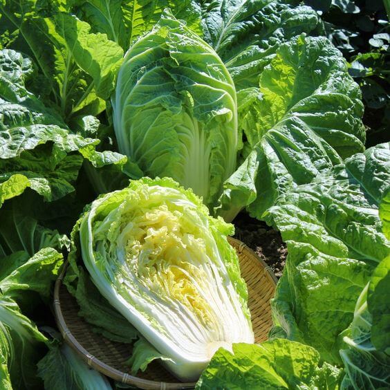 Michihili Napa cabbage growing with tall green heads in a garden