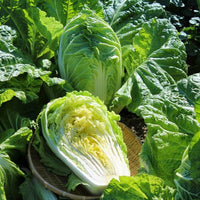 Michihili Napa cabbage growing with tall green heads in a garden