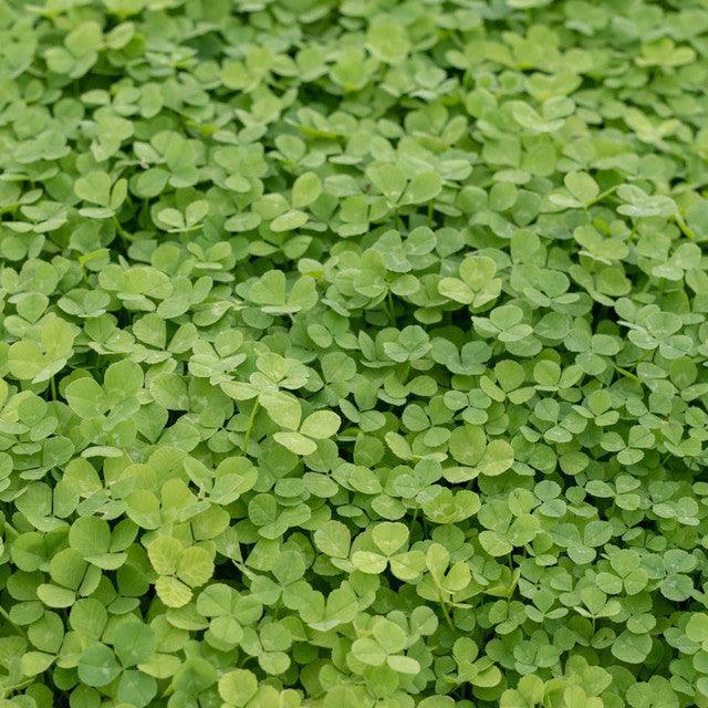 Dense Micro Clover growing as green ground cover.