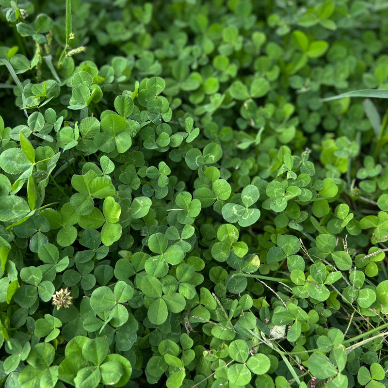Micro Clover seeds for lawn and ground cover planting.