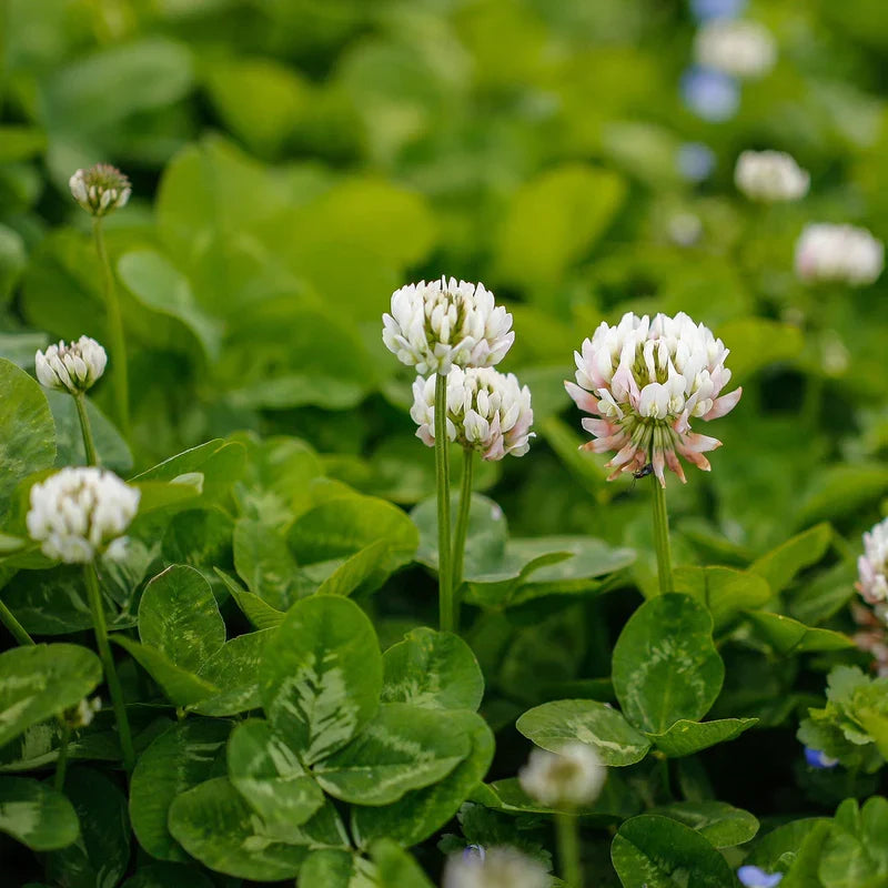 Green perennial clover foliage in an outdoor landscape