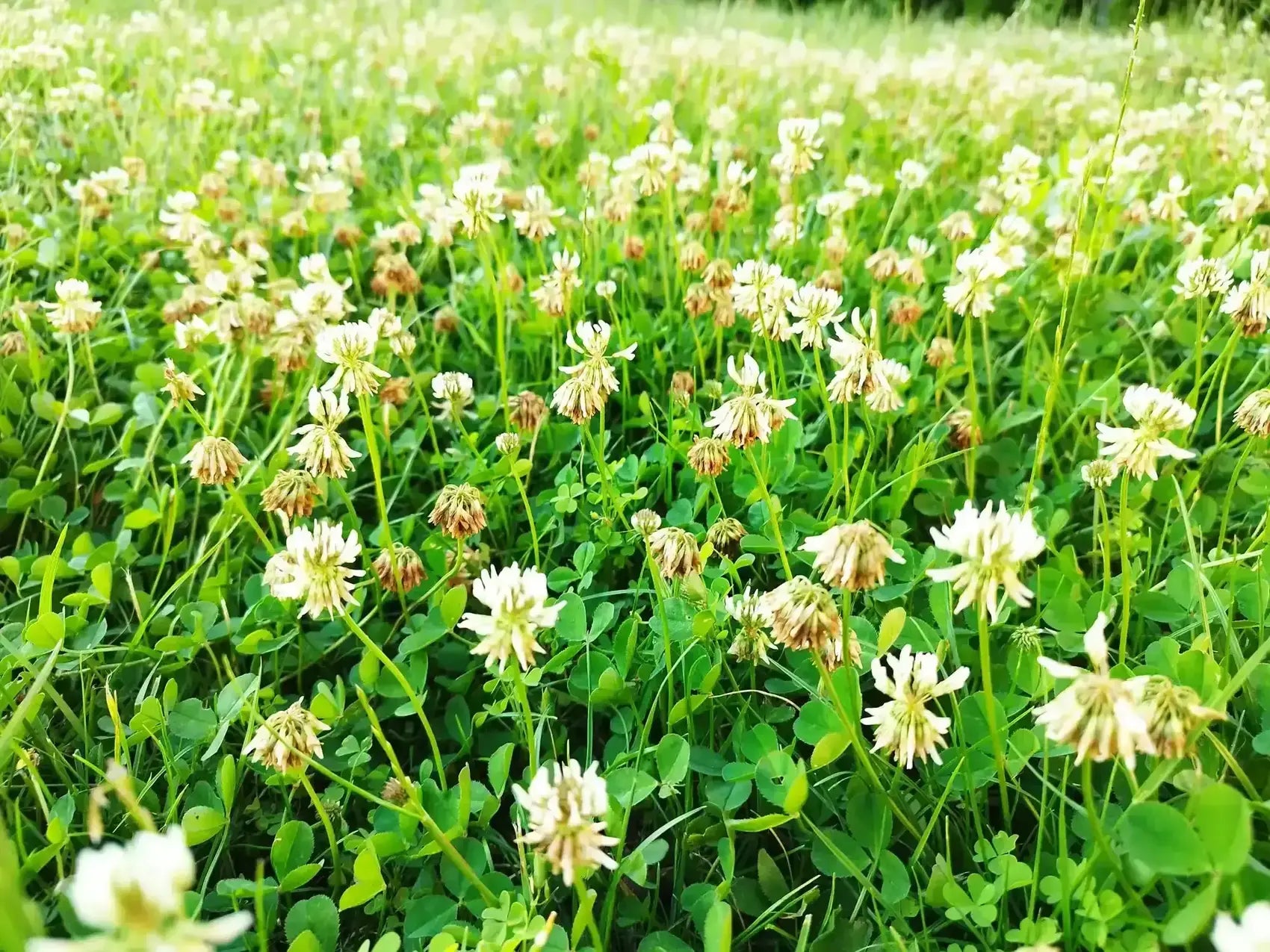 White microclover plants growing as a dense ground cover in a landscaped garden