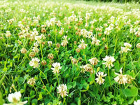 White microclover plants growing as a dense ground cover in a landscaped garden