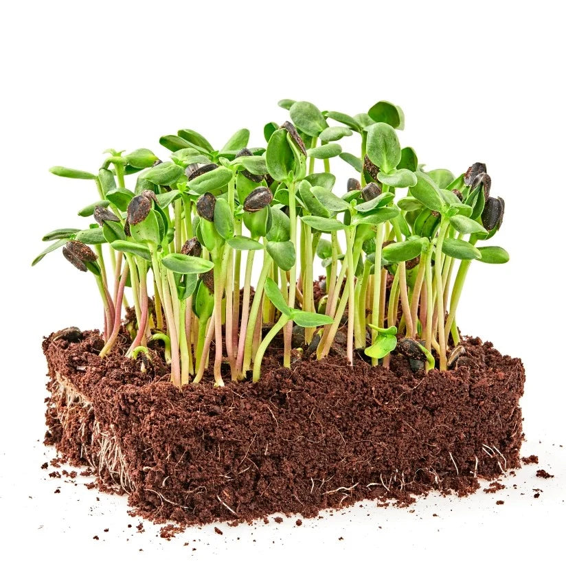 Microgreens seeds suitable for small-space home gardening.