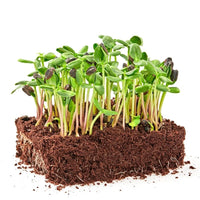 Microgreens seeds suitable for small-space home gardening.