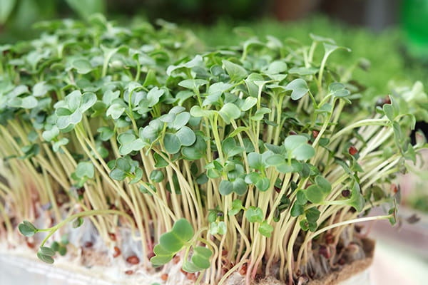 Microgreens seedlings sprouting in trays
