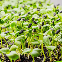 Microgreens seeds for planting in home gardens and growing trays.