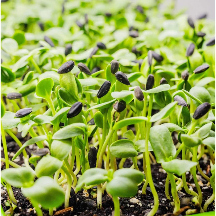 Microgreens seeds for planting in home gardens and growing trays.
