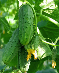 Fresh green cucumbers developing on vigorous garden vines.