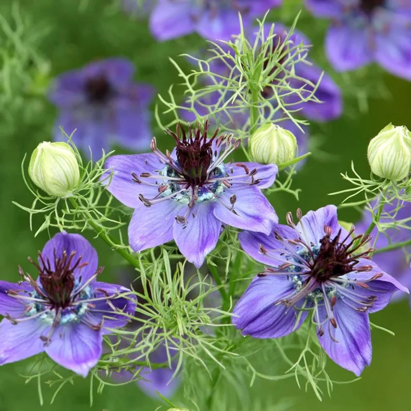 Blue Love-in-a-Mist Flower Seeds – Delicate Blue Blooms for Garden Planting