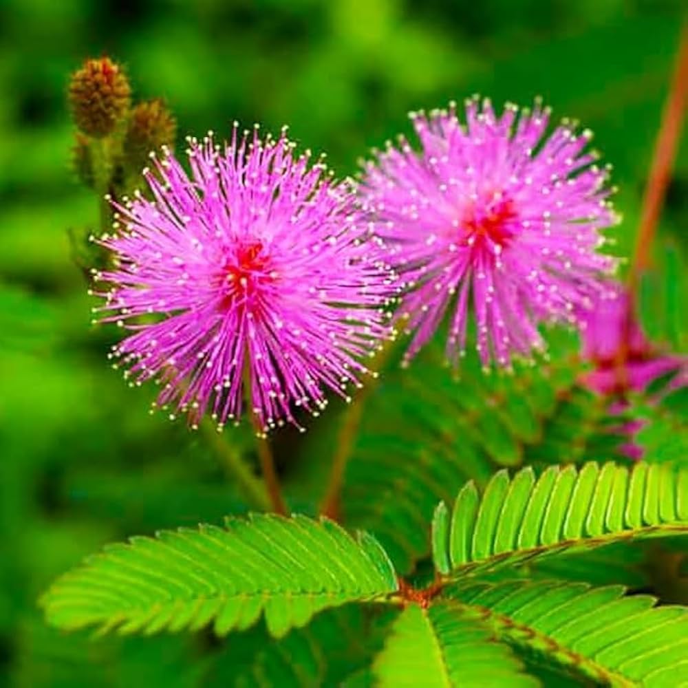 Mimosa Pudica Flower Seeds for Planting