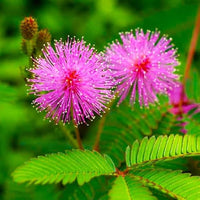 Mimosa Pudica Flower Seeds for Planting